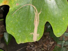 Anolis cupreus
