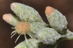 Baccharis sordescens