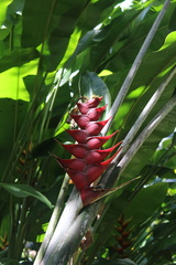 Heliconia caribaea