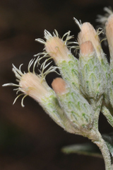Baccharis sordescens