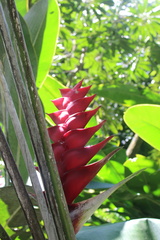 Heliconia caribaea