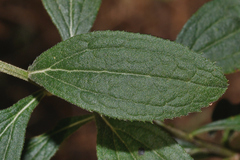 Baccharis sordescens