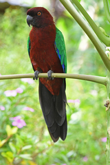Prosopeia tabuensis