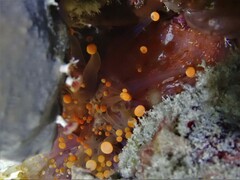 Pseudocorynactis caribbeorum