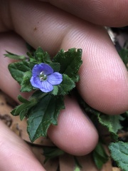 Veronica calycina