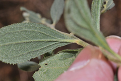 Baccharis sordescens