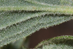 Baccharis sordescens