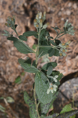 Baccharis sordescens
