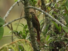 Margarornis squamiger
