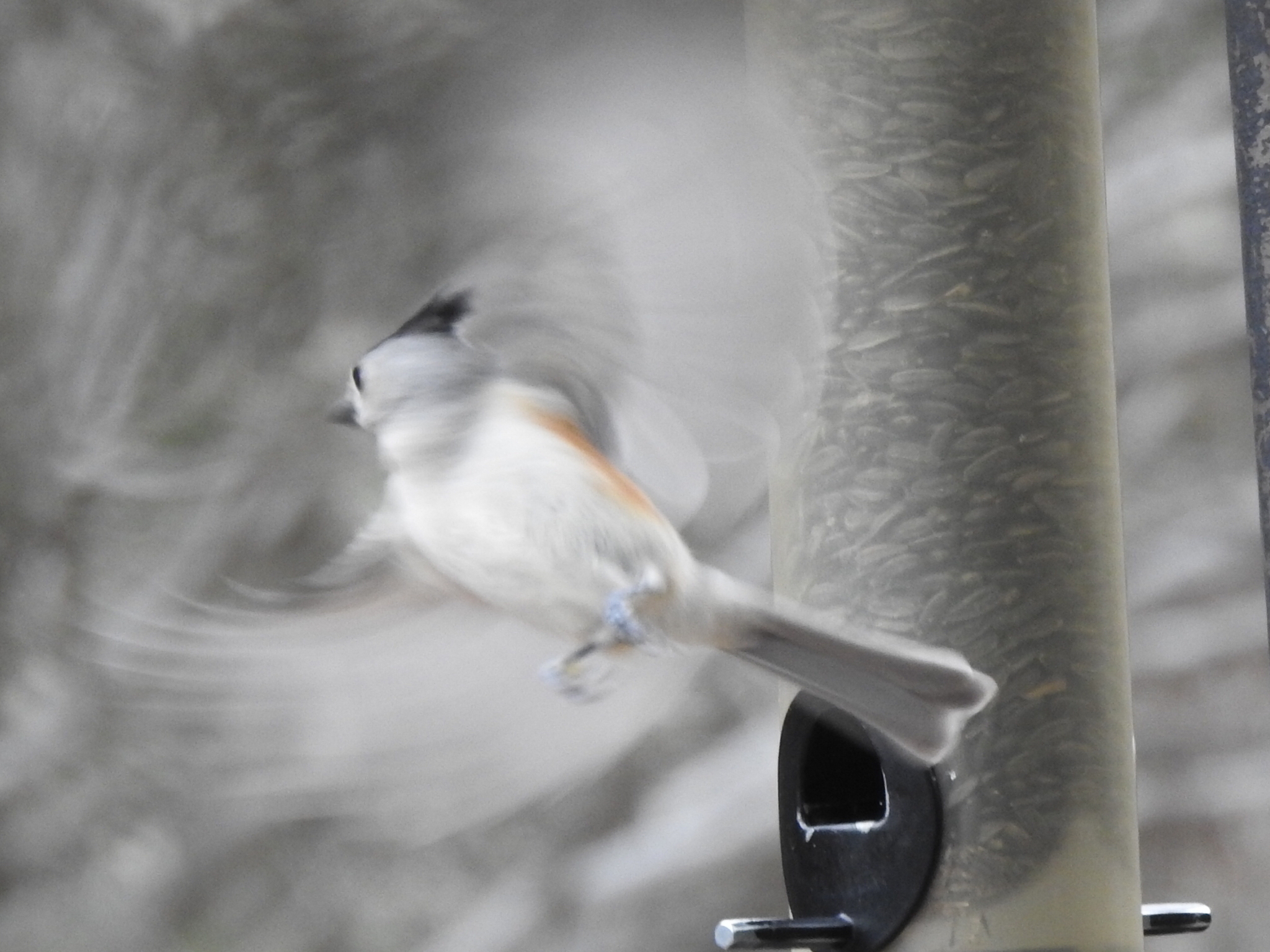 Black-crested Titmouse illustration
