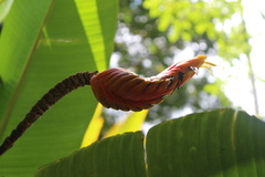 Heliconia episcopalis