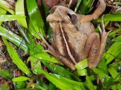 Rhinella ornata