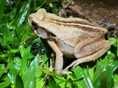 Rhinella ornata