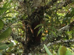 Margarornis squamiger