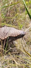Chaetophractus villosus