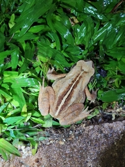 Rhinella ornata