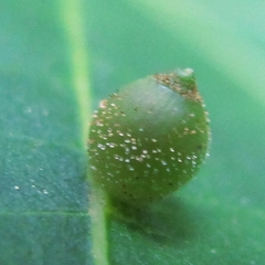 Caryomyia viscidolium