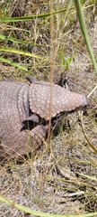 Chaetophractus villosus