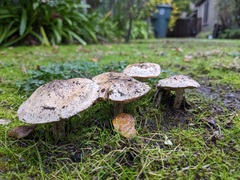 Hebeloma crustuliniforme