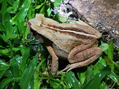 Rhinella ornata