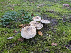 Hebeloma crustuliniforme