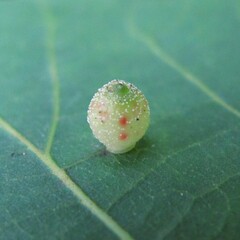 Caryomyia viscidolium