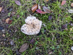 Hebeloma crustuliniforme