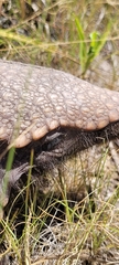 Chaetophractus villosus