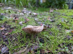 Hebeloma crustuliniforme