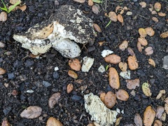 Hebeloma crustuliniforme