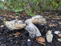 Hebeloma crustuliniforme