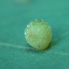 Caryomyia viscidolium
