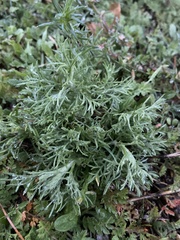 Senecio vulgaris