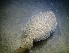 Pseudorhombus jenynsii