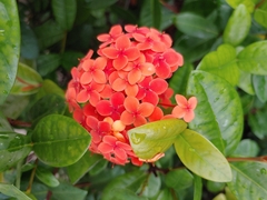 Ixora