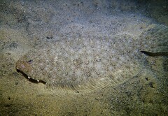 Pseudorhombus jenynsii