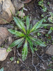 Plantago paradoxa