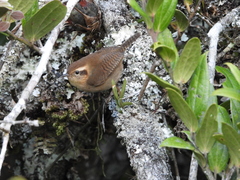 Troglodytes solstitialis