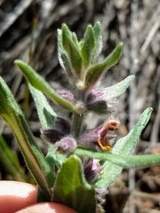Stachys rothrockii