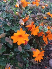Thunbergia gregorii