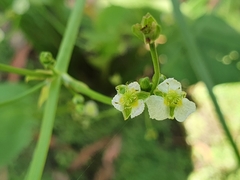 Alisma plantago-aquatica