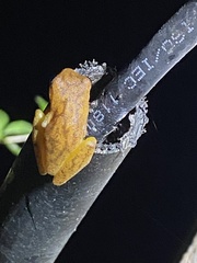 Dendropsophus microcephalus