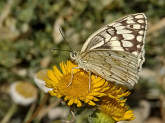 Melanargia grumi