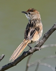 Cincloramphus timoriensis