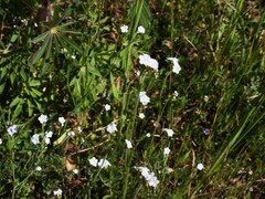 Plagiobothrys nothofulvus