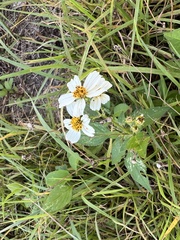 Bidens alba