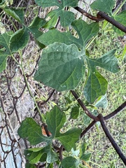 Momordica charantia