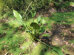 Alisma plantago-aquatica