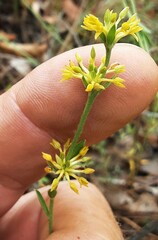 Pimelea curviflora