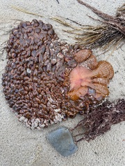 Phlyctenactis tuberculosa